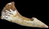 Cretaceous Giant Sawfish (Onchopristis) Rostral Barb #64489-1